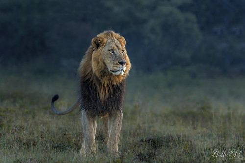 The lion (Panthera leo) | by Khushboo Et Rahul - Nature and wildlife photograph