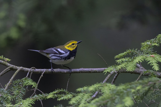 L0A8448-Black-throated Green Warbler