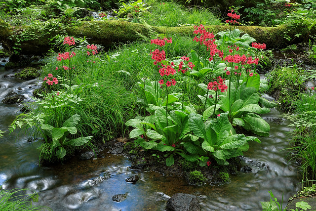 Japanese primrose near a stream