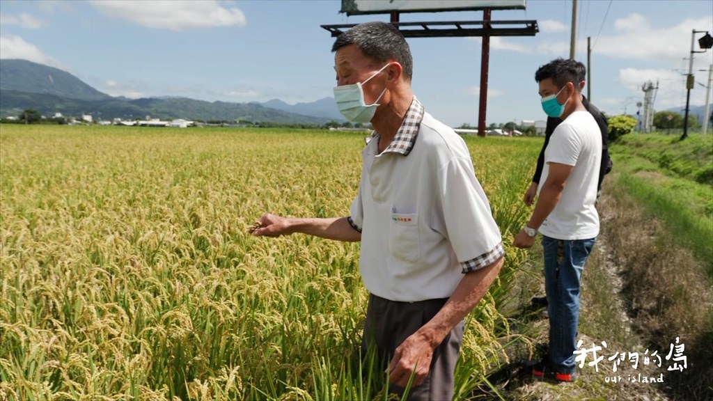 6月18日台東縣政府專案特准關山有機水稻田，有條件進行焚燒稻草作業，以防治蟲害。