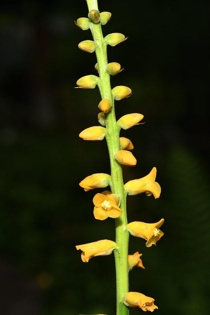 鳳梨科 硬葉鳳梨屬 厚葉鳳梨 (花01) 台北植物園 Dyckia brevifolia