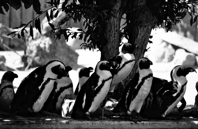 Pinguine, schattiges Plätzchen - I shot film