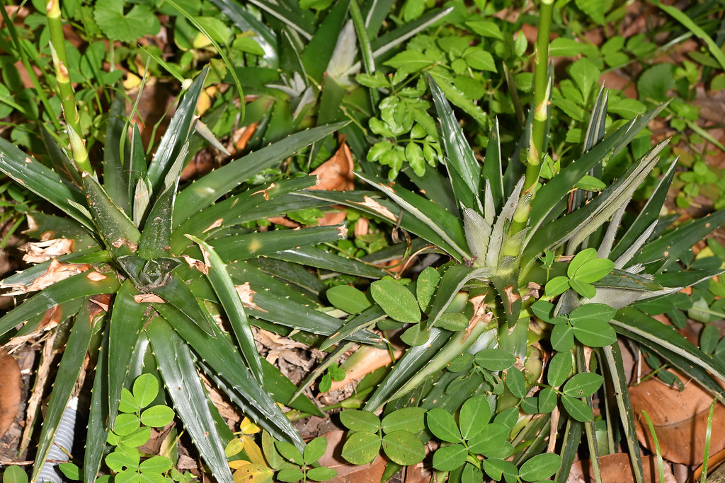 鳳梨科 硬葉鳳梨屬 厚葉鳳梨 (全景03) 台北植物園 Dyckia brevifolia