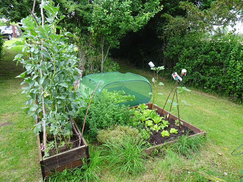 Green galore: Herb bed, veg plot and coffin planter