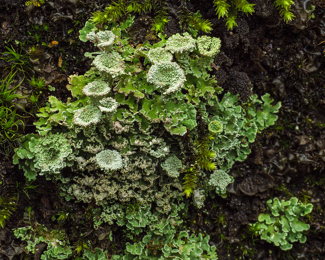 Mealy pixie cup lichen