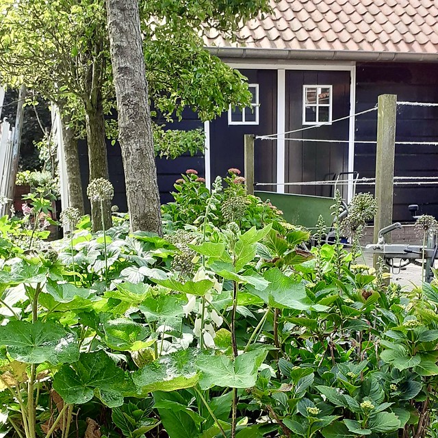 Zwarte schuur landelijke tuin met bloemen
