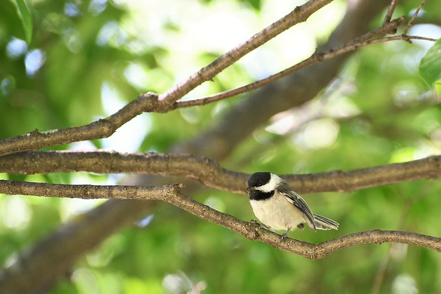 Black-capped Chickadee, Central Park East