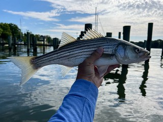 Photo of a striped bass