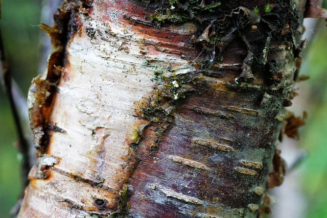 birch close-up