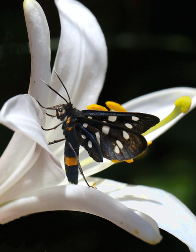 Nine-spotted Moth --- Amata phegea | by creaturesnapper