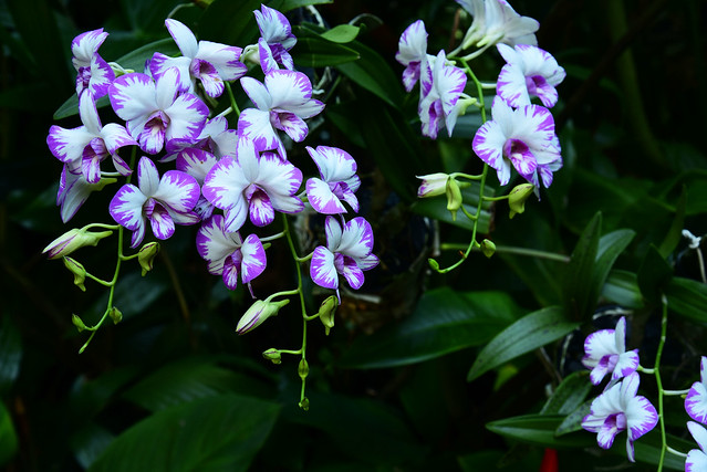 Orchid Garden 1