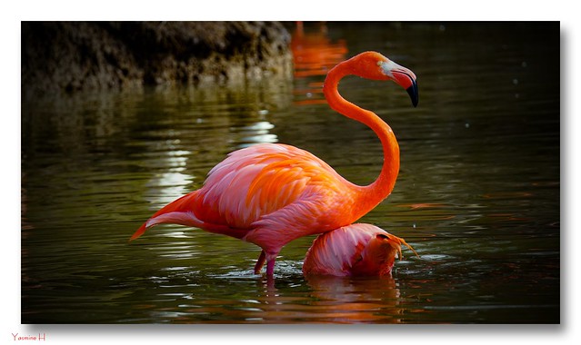 11076 - Flamingo