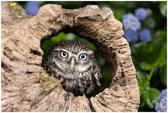 Little Owl at Shropshire Falconry