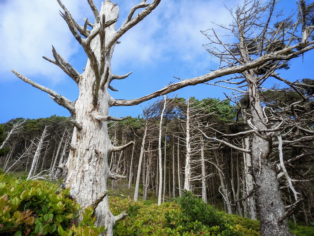 Heceta Head Trail