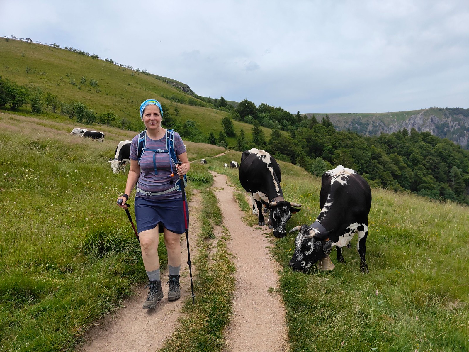 Kühe am Col de Schaeferthal
