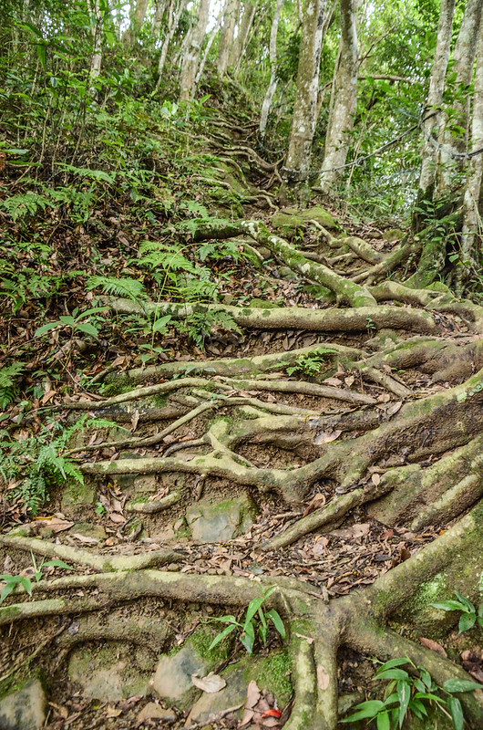 赤柯山登山步道好漢坡 (2)