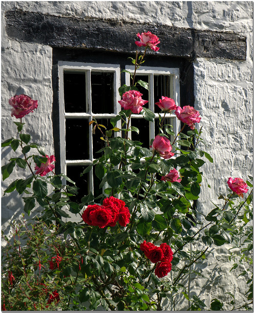Rose Window