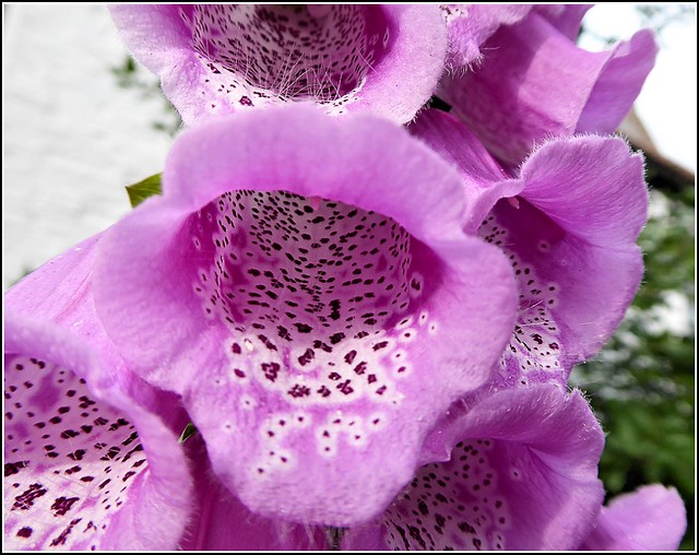 Foxglove Flower  ( Close Up )..