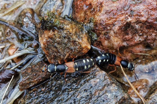 mating rove beetles