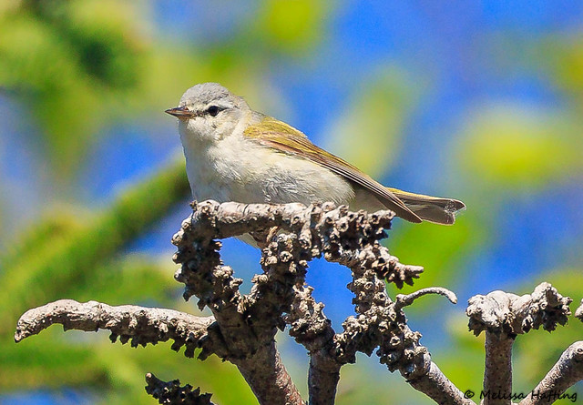 Tennesse Warbler (Leiothlypis peregrina) - Clarenville, NFLD