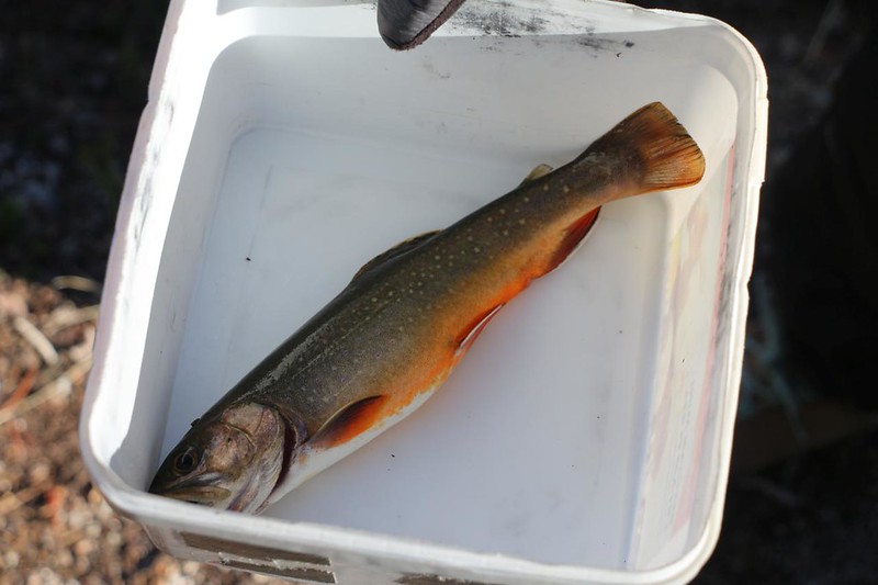 This Brook Trout from Flower Lake was the largest of the five I caught over three days