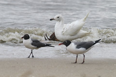 Iceland Gull and Laughing Gulls
