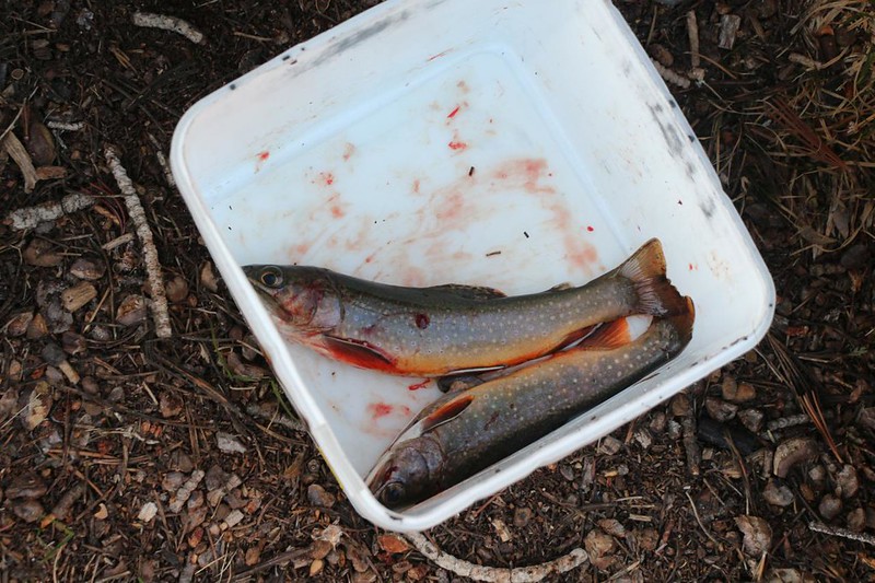I caught two more Brook Trout that morning in Flower Lake and Vicki ate them for breakfast - Yum!