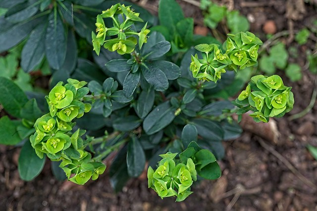 Belgium-Garden Flowers-Euphorbia amygdaloides_01