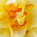Yellow & Orange Narcissus, 3.21.22