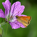 Small Skipper (Thymelcus sylvestris)