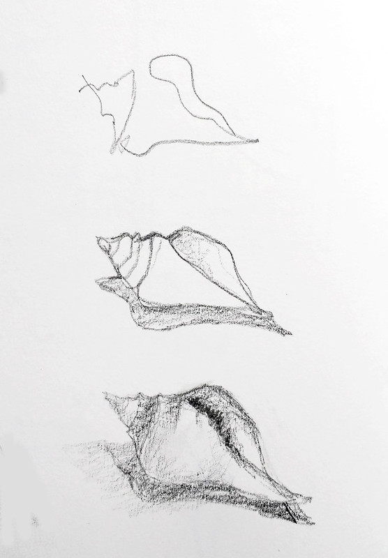 Shell Drawing