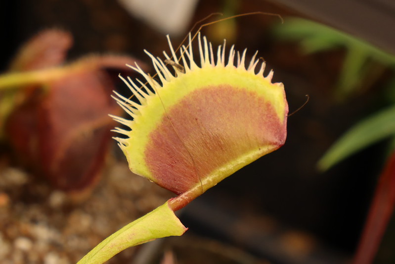 Dionaea muscipula 'La Grosse à Gui-Gui'
