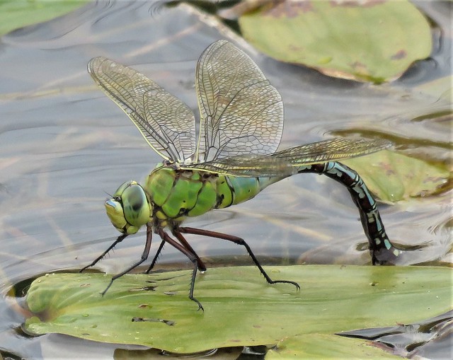 Emperor Dragonfly egg laying