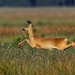 Reh / Roe deer ( Capreolus_capreolus)