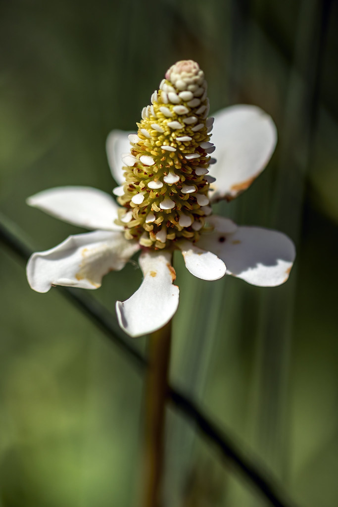 Anemopsis californica, ABQ Biopark, Bernalillo County, New Mexico