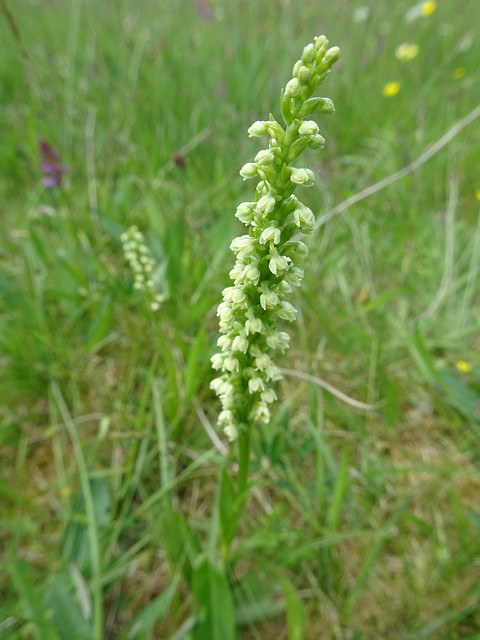 Small White Orchid, Tromie Meadow, Insh