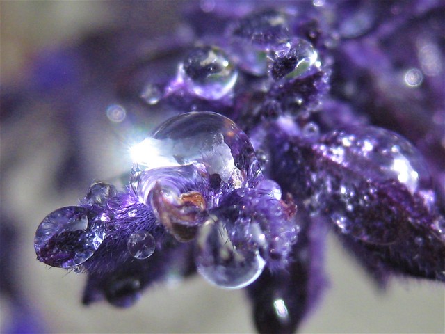 Sparkling Salvia Raindrops