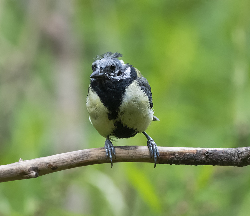 The bald & grumpy Great Tit, The great tit (Parus major) is…