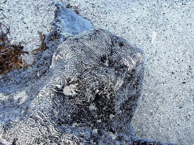 Brain Coral Fossil