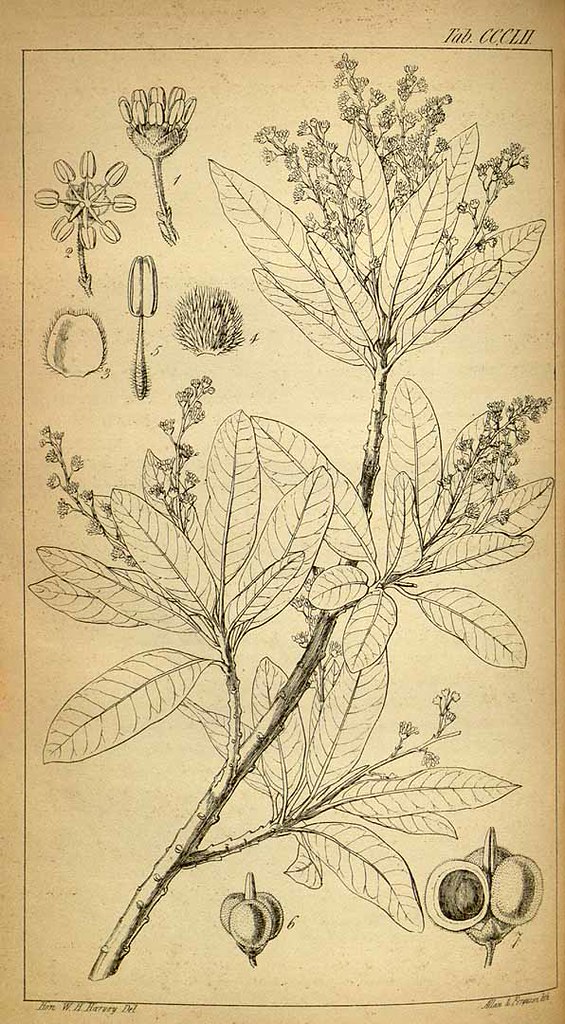 Pappea capensis, la pianta dedicata a Pappe da Ecklon e Zeyher