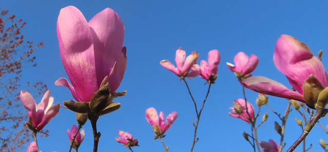 ornamental magnolia flowers, against blue sky