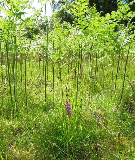 Heath Fragrant Orchids, Tromie Meadow, Insh