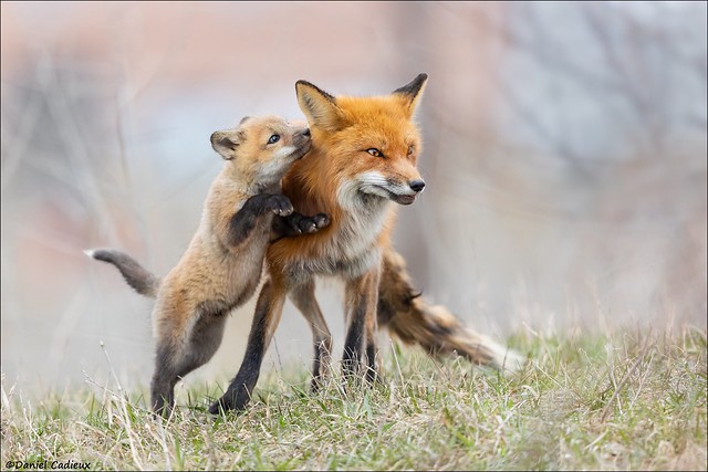 Red Fox Fun