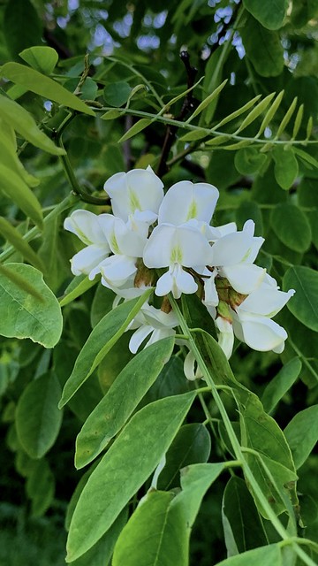 Beautiful blossoms on a Locust tree at the shore of Lake Ontario close to the waterfront trail of lake Ontario in Squires beach , Martin’s photographs , Ajax , Ontario , Canada , June 18. 2022