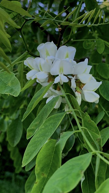 Beautiful blossoms on a Locust tree at the shore of Lake Ontario close to the waterfront trail of lake Ontario in Squires beach , Martin’s photographs , Ajax , Ontario , Canada , June 18. 2022