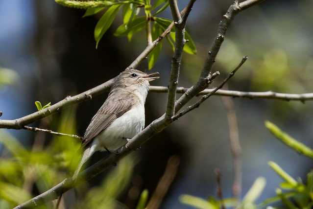 0P7A1485   Warbling Vireo , Canada