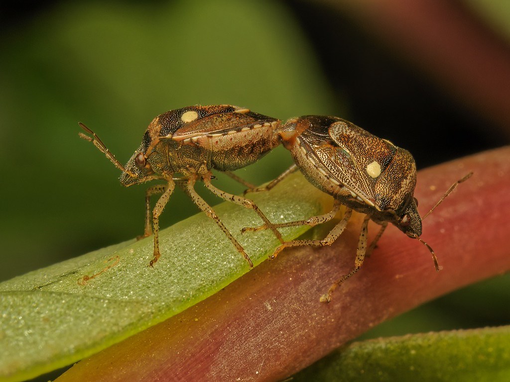 It’s two bodies one soul, while mating even in insects. The warmer season is breeding time and despite the stink in the name stink bug, they do release pheromones to attract mates.  23 June, 2022 EM10 mk3 60mm 2.8f 1/125, f14, ISO400