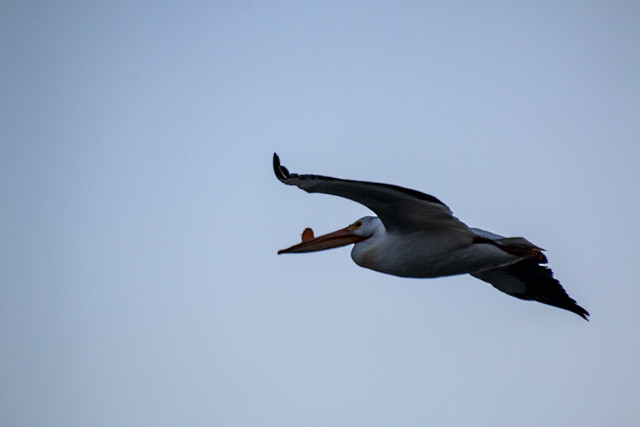 Pelican flyby, Wascana Lake, Regina, Saskatchewan