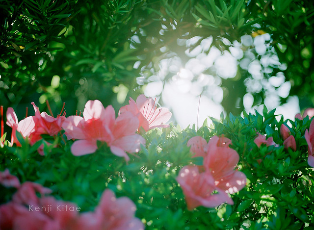 azalea with sunlight