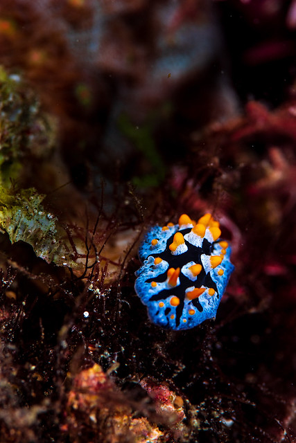 A nudibranch on the reef